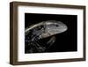 Tiliqua Gigas ( Giant Bluetongue Skink)-Paul Starosta-Framed Photographic Print