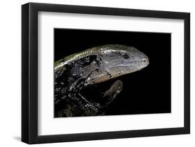 Tiliqua Gigas ( Giant Bluetongue Skink)-Paul Starosta-Framed Photographic Print