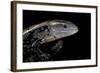 Tiliqua Gigas ( Giant Bluetongue Skink)-Paul Starosta-Framed Photographic Print