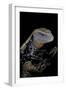 Tiliqua Gigas ( Giant Bluetongue Skink)-Paul Starosta-Framed Photographic Print