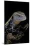 Tiliqua Gigas ( Giant Bluetongue Skink)-Paul Starosta-Mounted Photographic Print