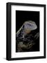 Tiliqua Gigas ( Giant Bluetongue Skink)-Paul Starosta-Framed Photographic Print