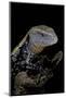 Tiliqua Gigas ( Giant Bluetongue Skink)-Paul Starosta-Mounted Photographic Print