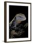 Tiliqua Gigas ( Giant Bluetongue Skink)-Paul Starosta-Framed Photographic Print