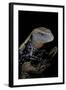 Tiliqua Gigas ( Giant Bluetongue Skink)-Paul Starosta-Framed Photographic Print