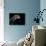 Tiliqua Gigas ( Giant Bluetongue Skink)-Paul Starosta-Photographic Print displayed on a wall