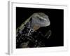 Tiliqua Gigas ( Giant Bluetongue Skink)-Paul Starosta-Framed Photographic Print