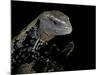 Tiliqua Gigas ( Giant Bluetongue Skink)-Paul Starosta-Mounted Photographic Print