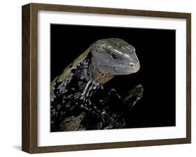 Tiliqua Gigas ( Giant Bluetongue Skink)-Paul Starosta-Framed Photographic Print