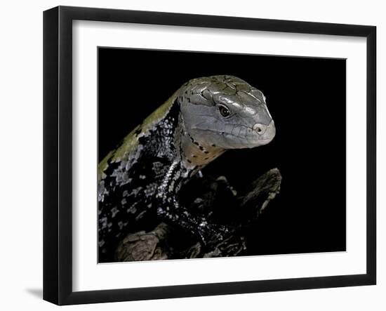 Tiliqua Gigas ( Giant Bluetongue Skink)-Paul Starosta-Framed Photographic Print