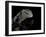 Tiliqua Gigas ( Giant Bluetongue Skink)-Paul Starosta-Framed Photographic Print