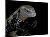 Tiliqua Gigas ( Giant Bluetongue Skink)-Paul Starosta-Mounted Photographic Print