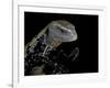 Tiliqua Gigas ( Giant Bluetongue Skink)-Paul Starosta-Framed Photographic Print