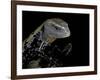 Tiliqua Gigas ( Giant Bluetongue Skink)-Paul Starosta-Framed Photographic Print