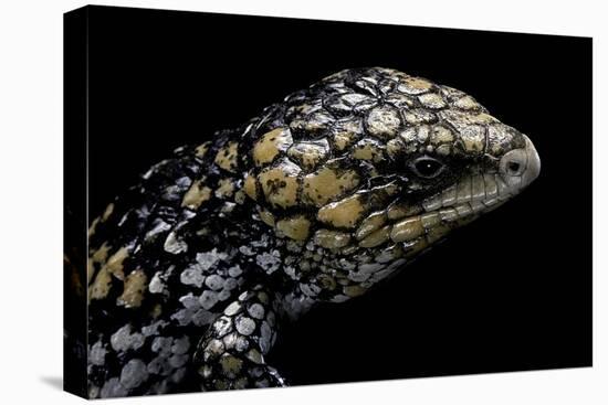 Tiliqua (Trachydosaurus) Rugosa (Shingleback Skink)-Paul Starosta-Stretched Canvas