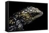 Tiliqua (Trachydosaurus) Rugosa (Shingleback Skink)-Paul Starosta-Framed Stretched Canvas