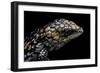 Tiliqua (Trachydosaurus) Rugosa (Shingleback Skink)-Paul Starosta-Framed Photographic Print