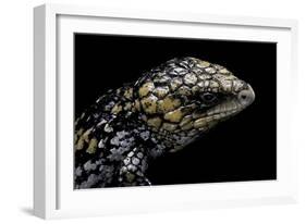 Tiliqua (Trachydosaurus) Rugosa (Shingleback Skink)-Paul Starosta-Framed Photographic Print
