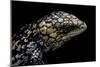 Tiliqua (Trachydosaurus) Rugosa (Shingleback Skink)-Paul Starosta-Mounted Photographic Print