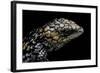 Tiliqua (Trachydosaurus) Rugosa (Shingleback Skink)-Paul Starosta-Framed Photographic Print