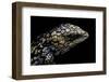 Tiliqua (Trachydosaurus) Rugosa (Shingleback Skink)-Paul Starosta-Framed Photographic Print