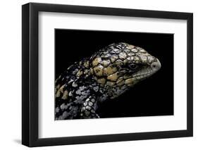 Tiliqua (Trachydosaurus) Rugosa (Shingleback Skink)-Paul Starosta-Framed Photographic Print