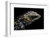 Tiliqua (Trachydosaurus) Rugosa (Shingleback Skink)-Paul Starosta-Framed Photographic Print