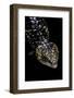 Tiliqua (Trachydosaurus) Rugosa (Shingleback Skink)-Paul Starosta-Framed Photographic Print