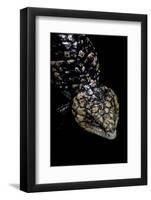 Tiliqua (Trachydosaurus) Rugosa (Shingleback Skink)-Paul Starosta-Framed Photographic Print