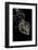 Tiliqua (Trachydosaurus) Rugosa (Shingleback Skink)-Paul Starosta-Framed Photographic Print