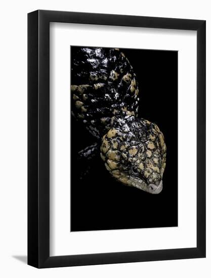 Tiliqua (Trachydosaurus) Rugosa (Shingleback Skink)-Paul Starosta-Framed Photographic Print