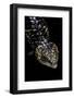 Tiliqua (Trachydosaurus) Rugosa (Shingleback Skink)-Paul Starosta-Framed Photographic Print