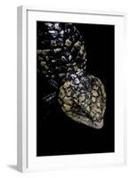 Tiliqua (Trachydosaurus) Rugosa (Shingleback Skink)-Paul Starosta-Framed Photographic Print