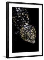 Tiliqua (Trachydosaurus) Rugosa (Shingleback Skink)-Paul Starosta-Framed Photographic Print