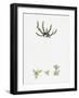 Tillaea Muscosa Mossy Tillaea-null-Framed Giclee Print