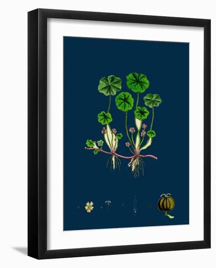 Tillaea Muscosa; Mossy Tillaea-null-Framed Giclee Print