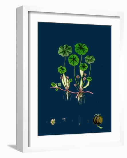 Tillaea Muscosa; Mossy Tillaea-null-Framed Giclee Print