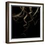 Tillandsia 1 - Air Plant-Doris Mitsch-Framed Premium Photographic Print