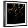 Tillandsia 1 - Air Plant-Doris Mitsch-Framed Premium Photographic Print