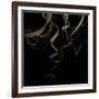 Tillandsia 1 - Air Plant-Doris Mitsch-Framed Photographic Print