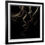 Tillandsia 1 - Air Plant-Doris Mitsch-Framed Photographic Print