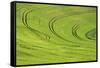 Tilling Pattern in Rolling Hills of Wheat-Terry Eggers-Framed Stretched Canvas