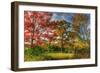 Tillson Lake Trees-Robert Goldwitz-Framed Photographic Print