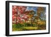 Tillson Lake Trees-Robert Goldwitz-Framed Photographic Print