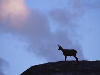 Chamois (Rupicapra Rupicapra) Silhouetted, Gran Paradiso National Park, Italy-Tim Edwards-Stretched Canvas