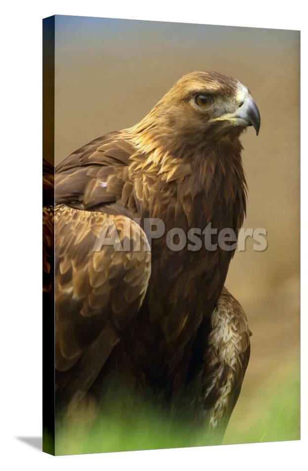 Golden Eagle Portrait North America