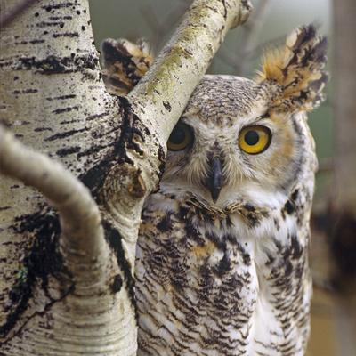 Great Horned Owl Pale From, British Columbia, Canada