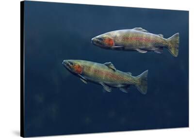 Resultado de imaxes para: trout swimming