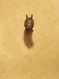 Leaping Red Squirrel-Tim Hayward-Giclee Print