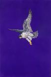 The Corkscrew Stoop; Peregrine Falcon-Tim Hayward-Giclee Print